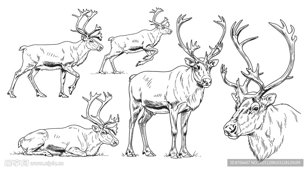 驯鹿线稿