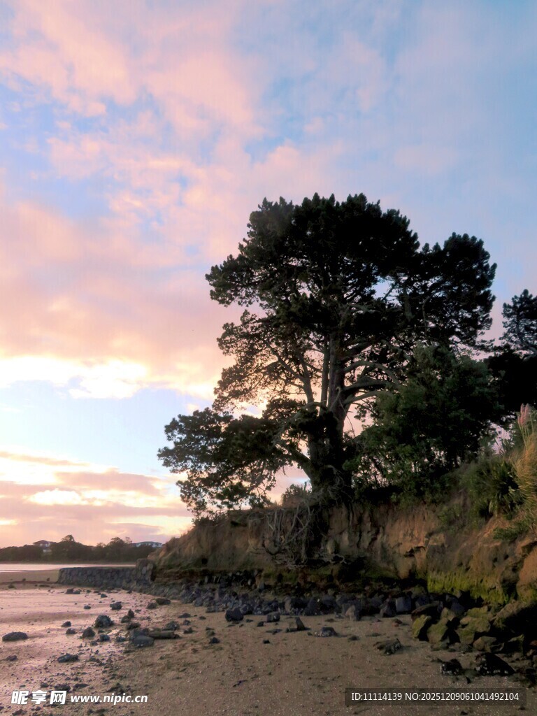 海边日落时的孤树美景