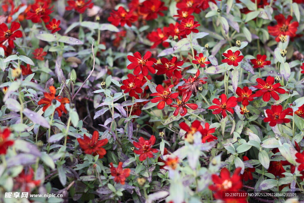 红色百日菊