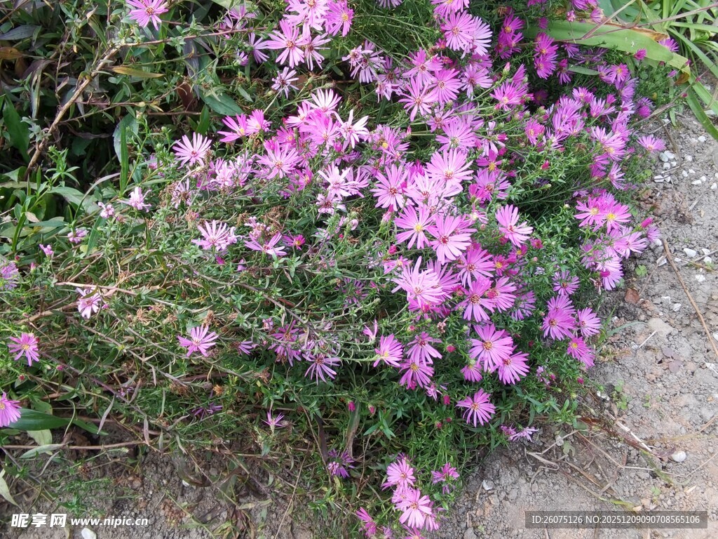 绽放的粉色繁花