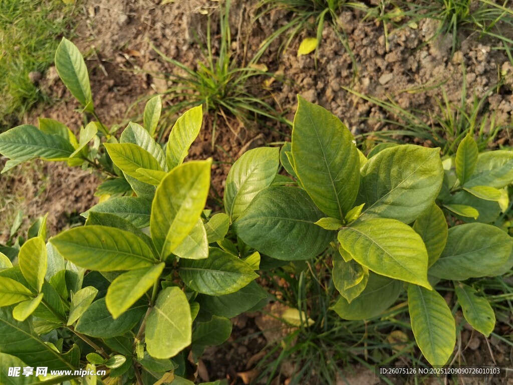 嫩绿叶片生长于地面