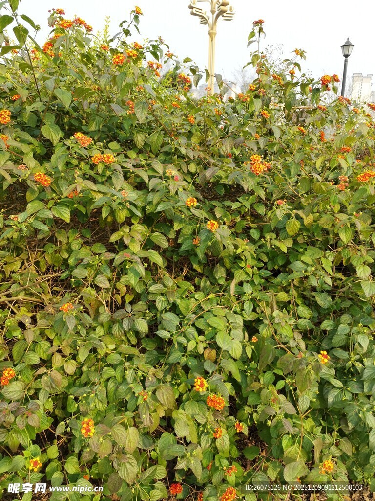 繁茂绿植中的橙色花朵