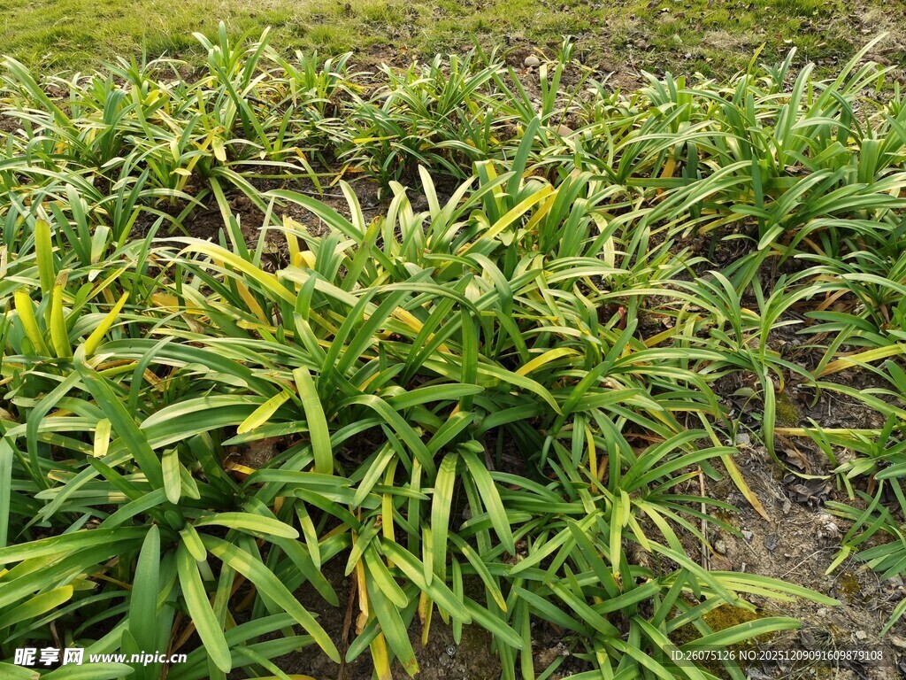 农田中的葱郁绿色植物