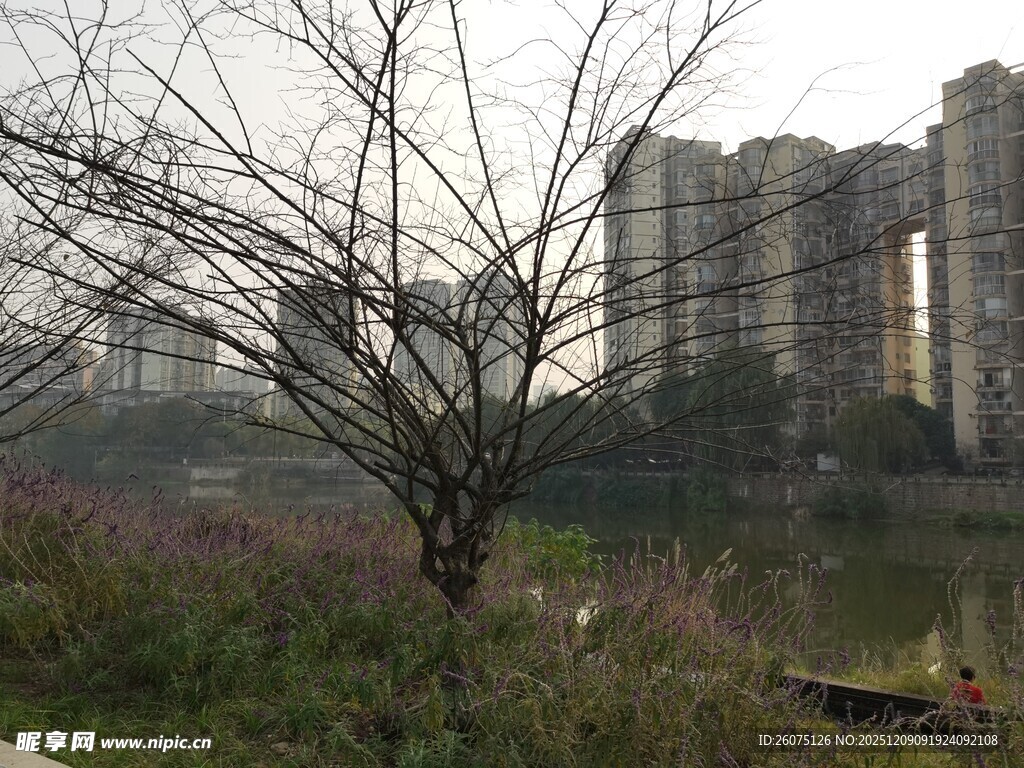 湖畔树木与远处高楼景观