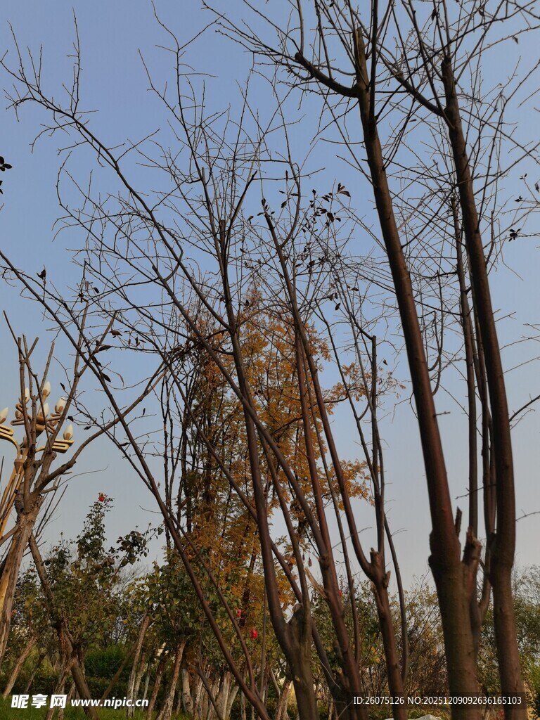 秋日枯树与远处建筑景观