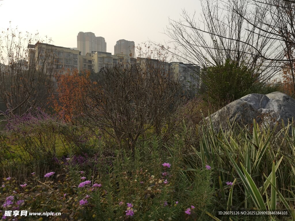 城郊暮色中的花草景致