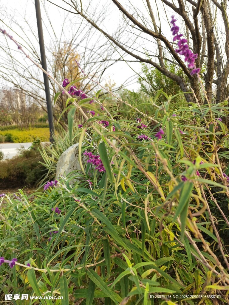 户外紫色花卉与绿植景观