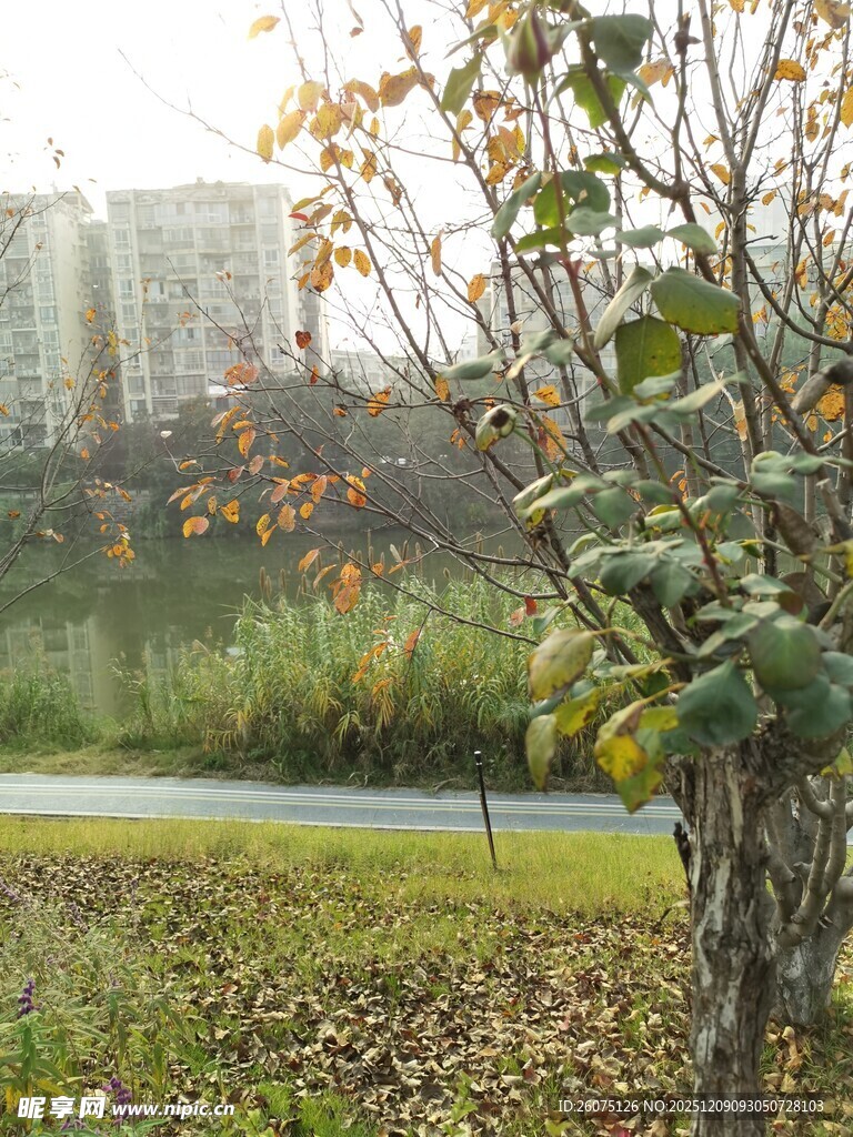秋日公园树木与远处建筑