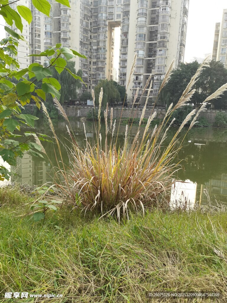 湖畔草丛与远处高楼景观