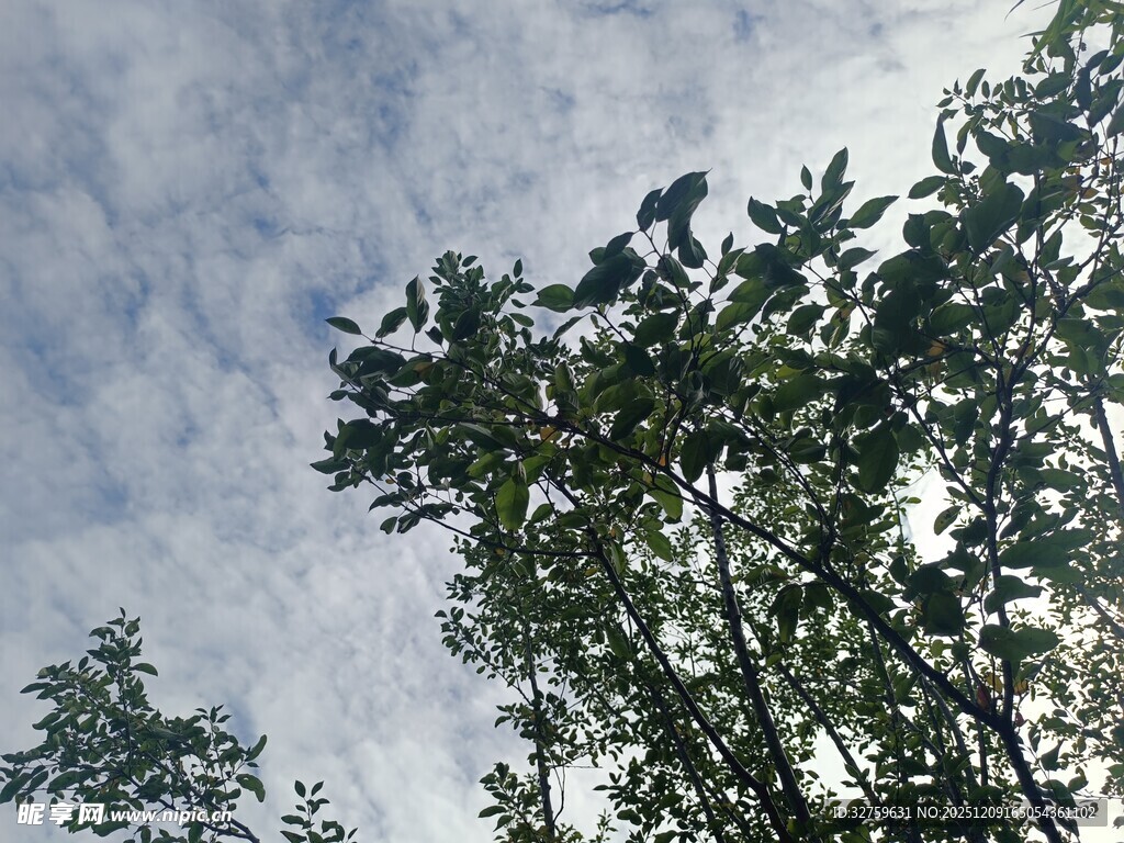 仰视天空下的繁茂绿树