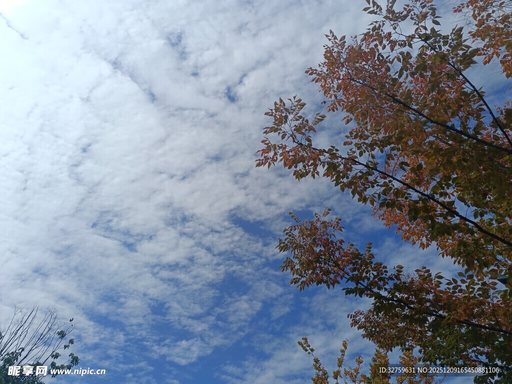 秋日蓝天下的斑斓树叶