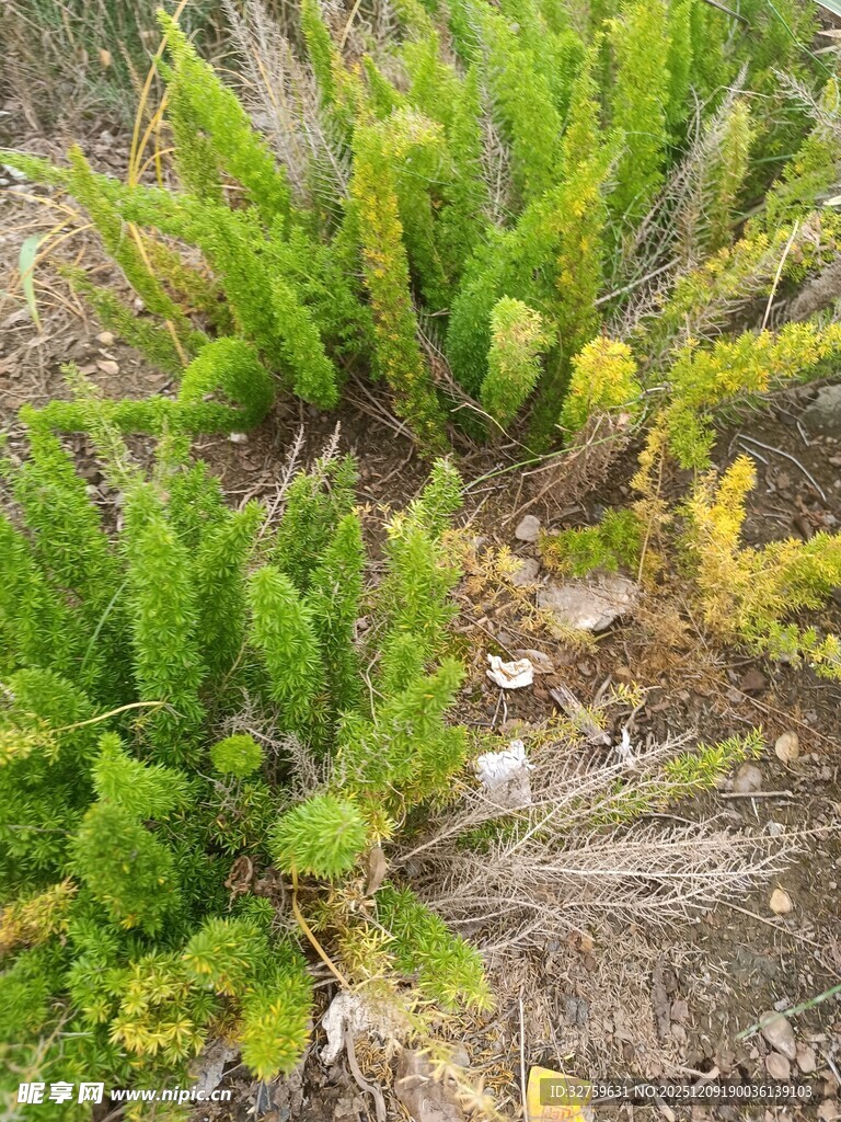 野外绿色丛生植物景观
