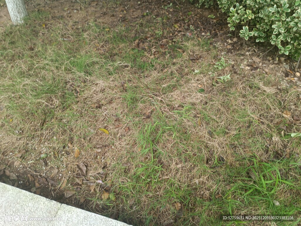 稀疏草地与边缘绿植