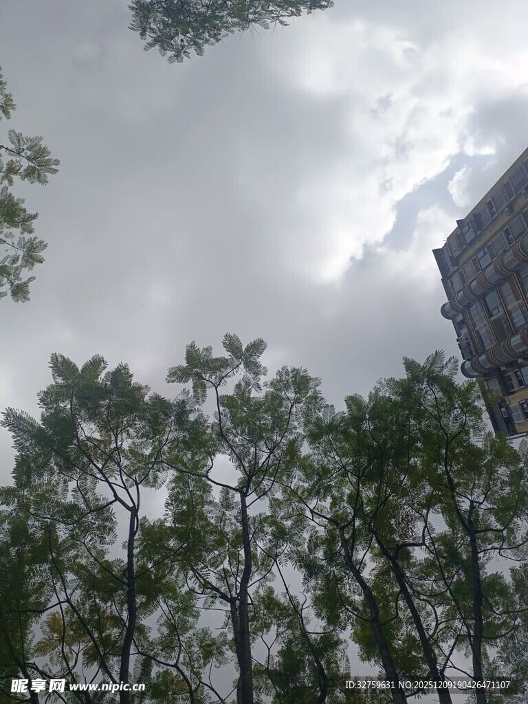 仰视绿树与高楼的天空