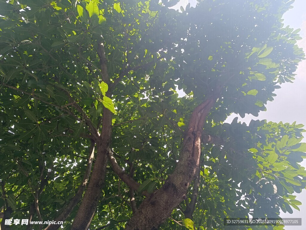 阳光下的葱郁树木