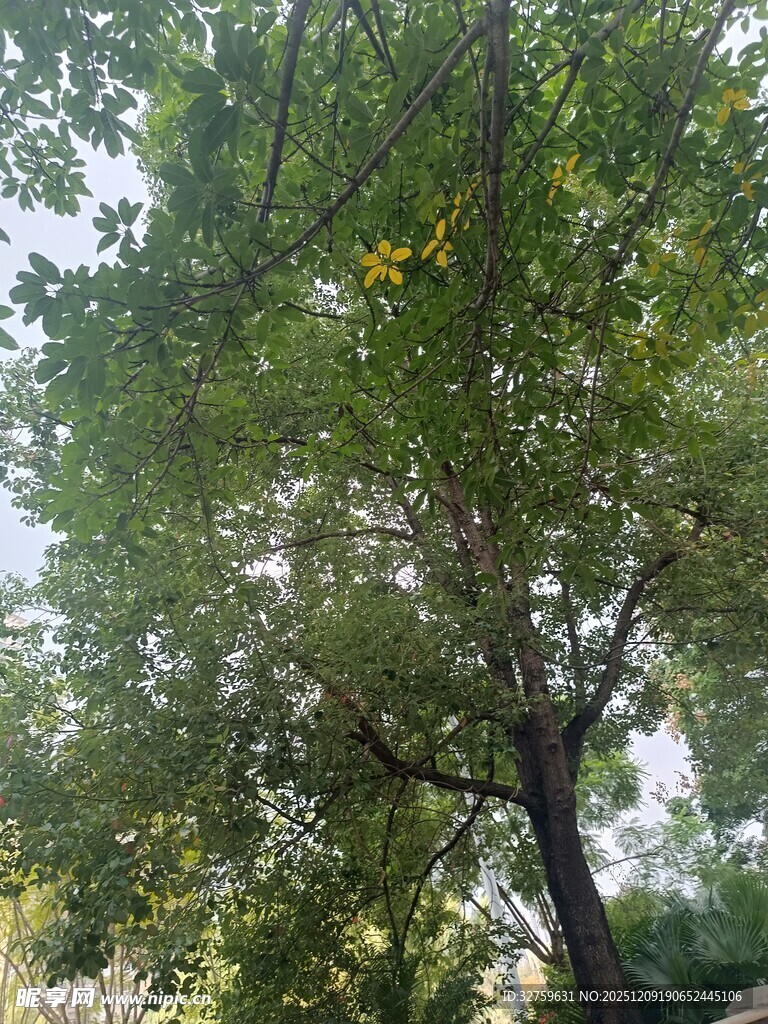 夏日繁茂绿树景观