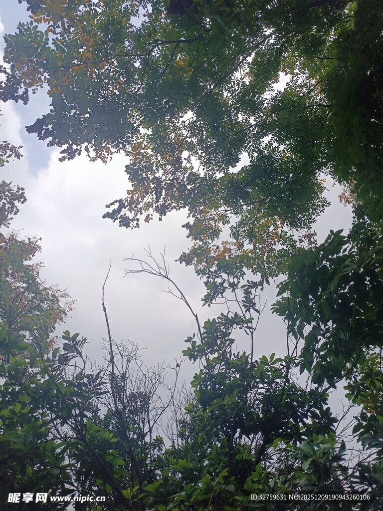 仰视茂密树林枝叶间隙