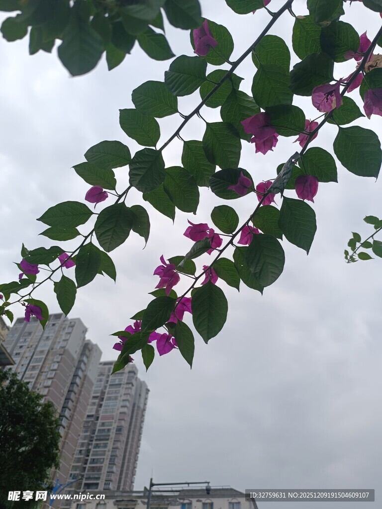 城市中绽放的紫花绿叶