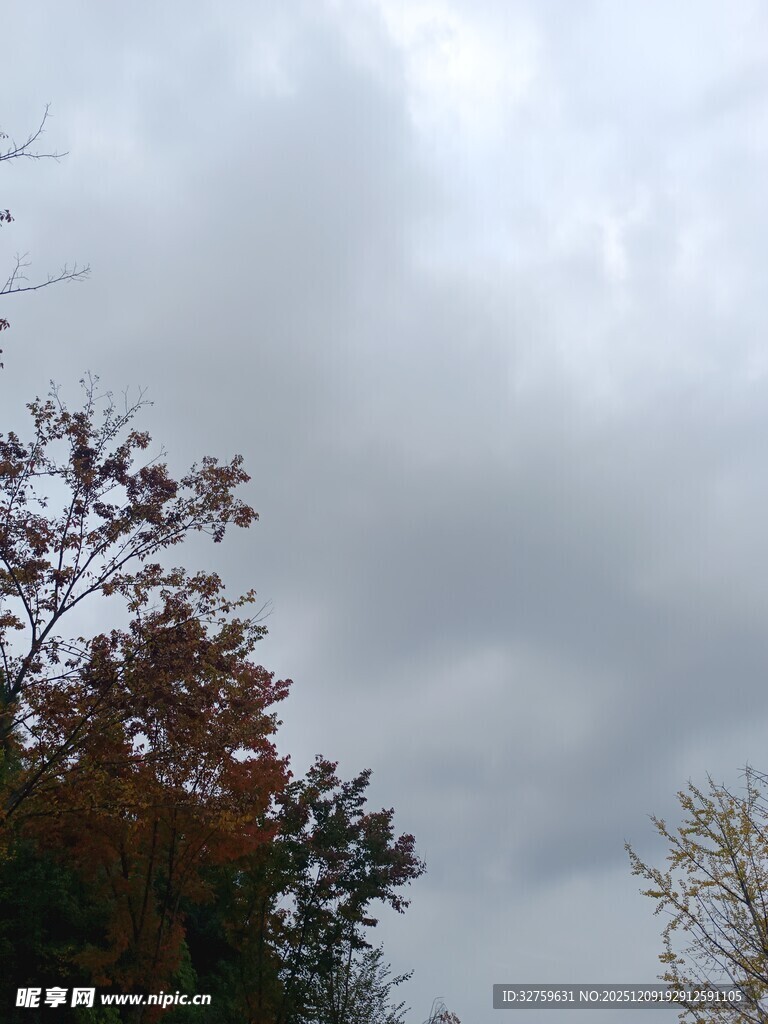 阴天下的多彩树木