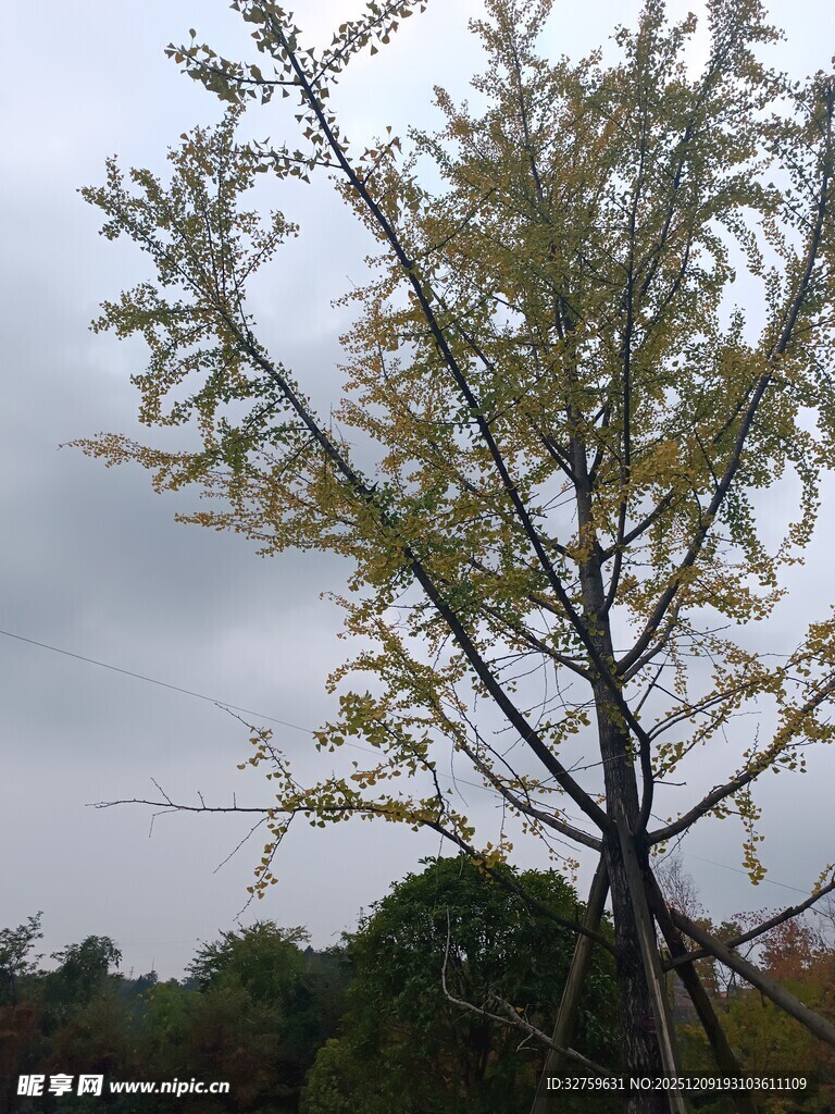 阴天中的挺拔树木