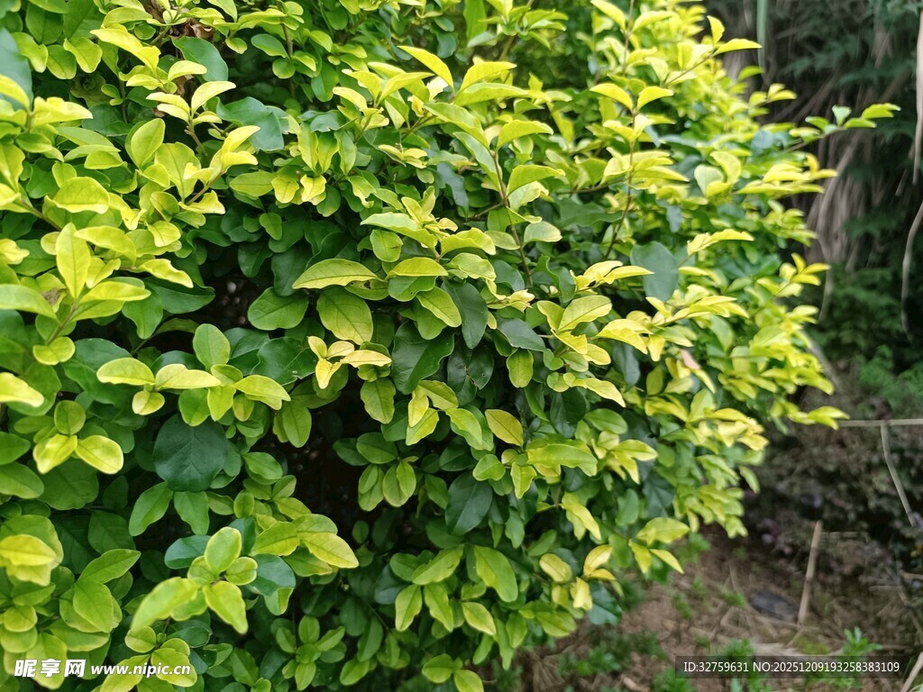 翠绿繁茂的灌木丛