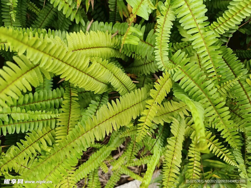 翠绿蕨类植物特写