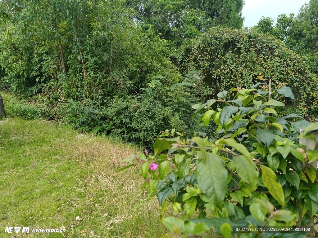 绿意盎然的户外植物景观