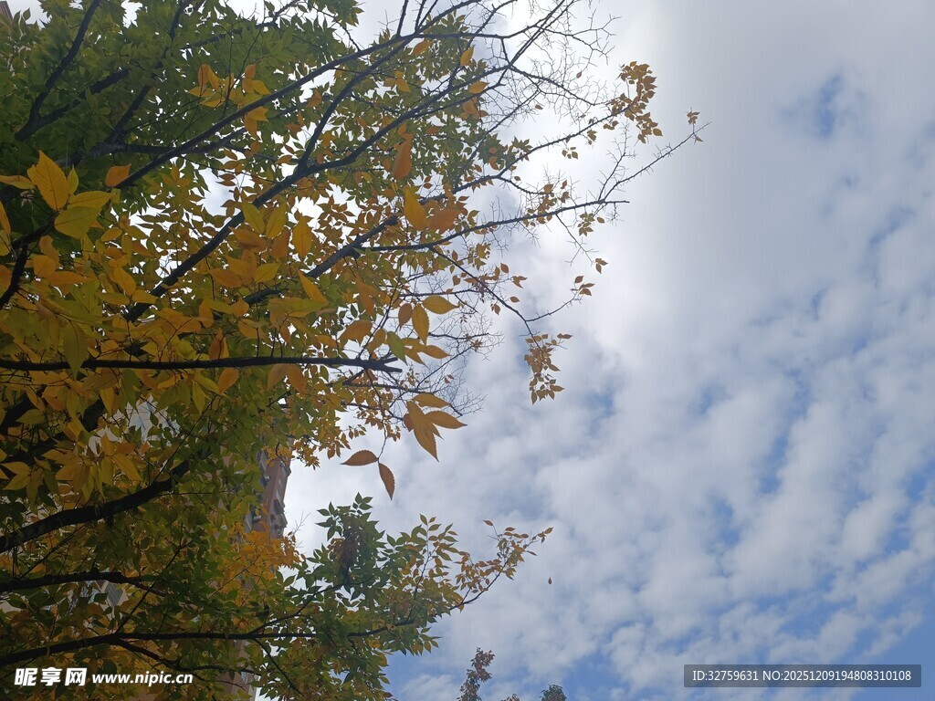秋日树梢与蓝天白云