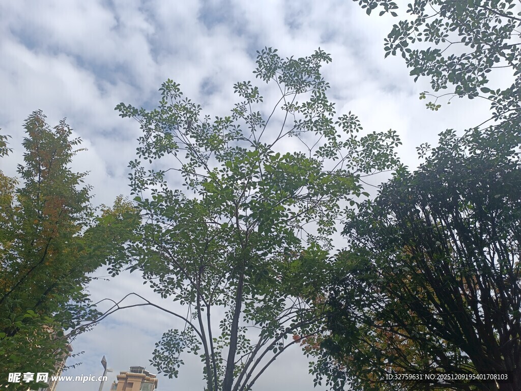 秋日树林天空景象