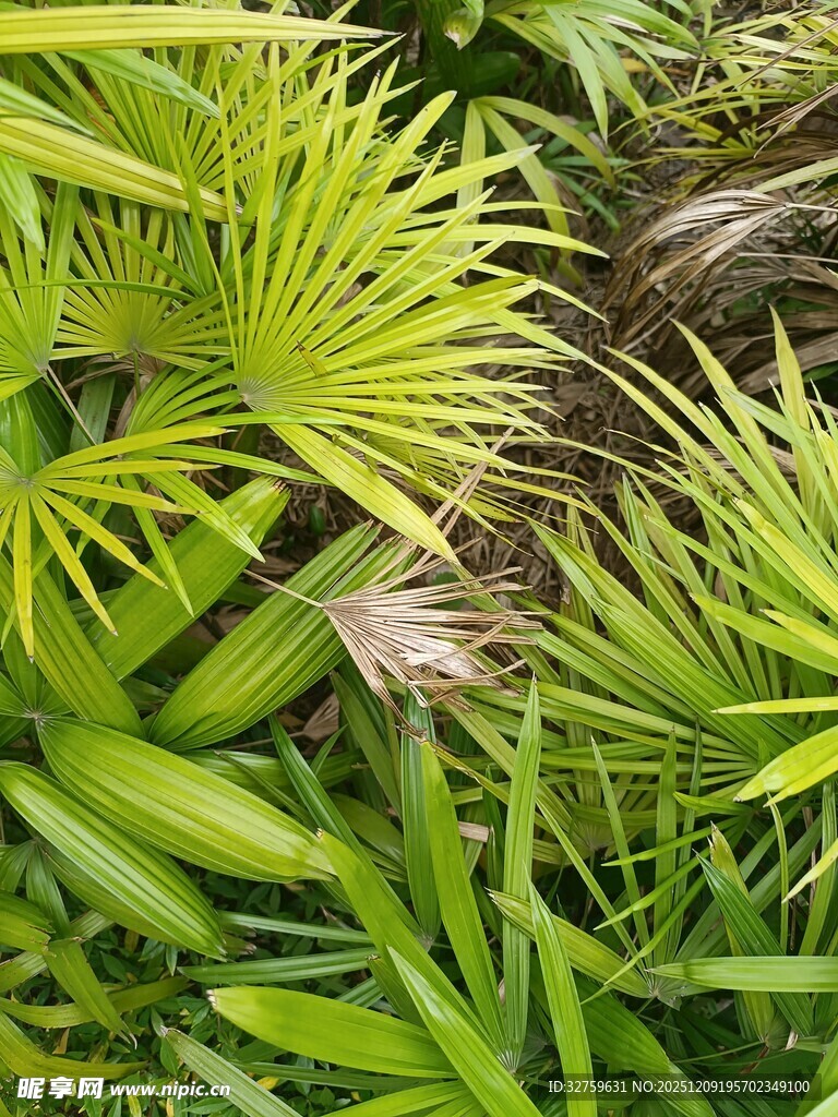 翠绿繁茂的热带植物景观