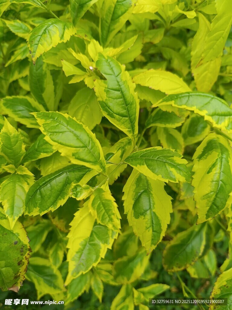 黄绿相间的斑斓叶片