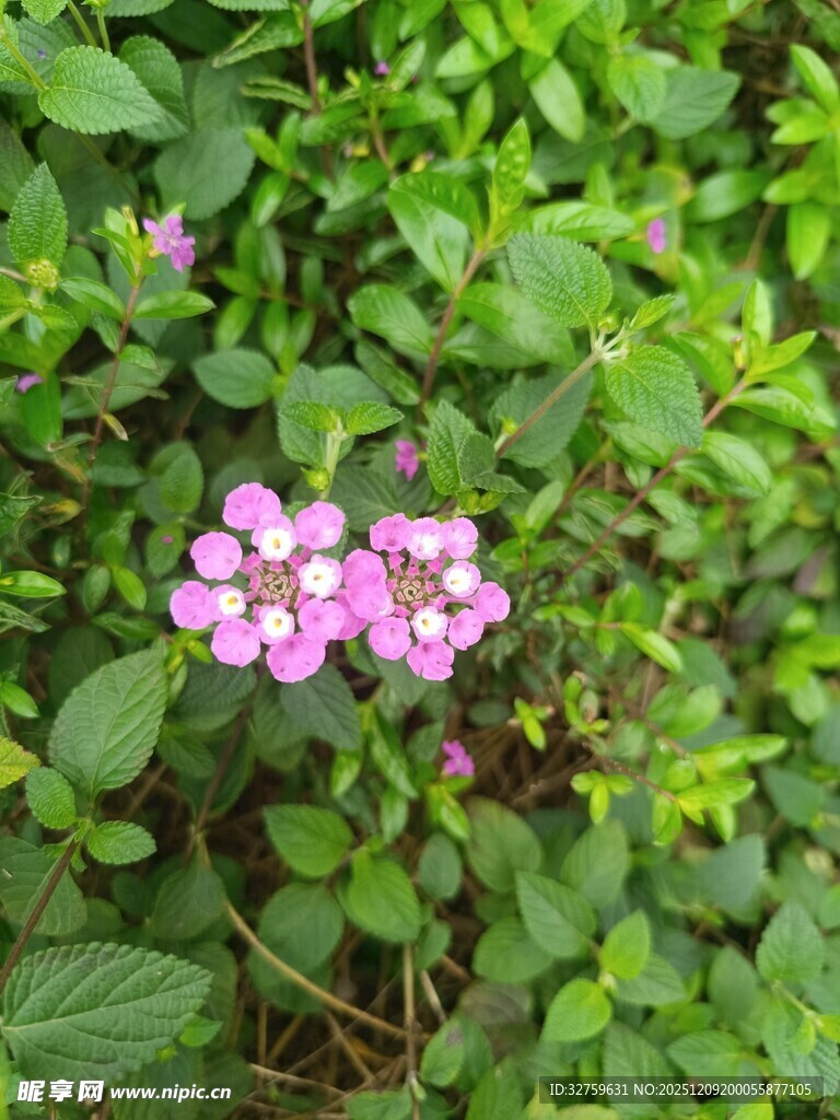 绿叶丛中的粉嫩小花