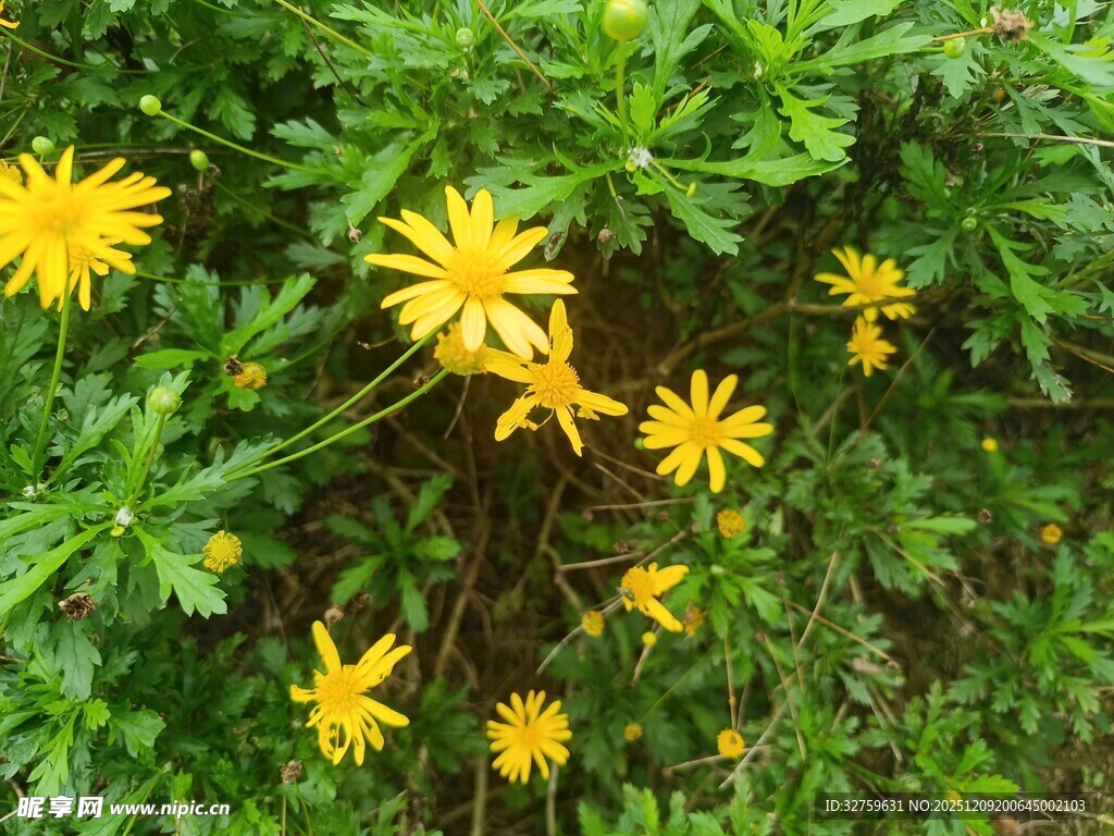绿叶间的黄色小花