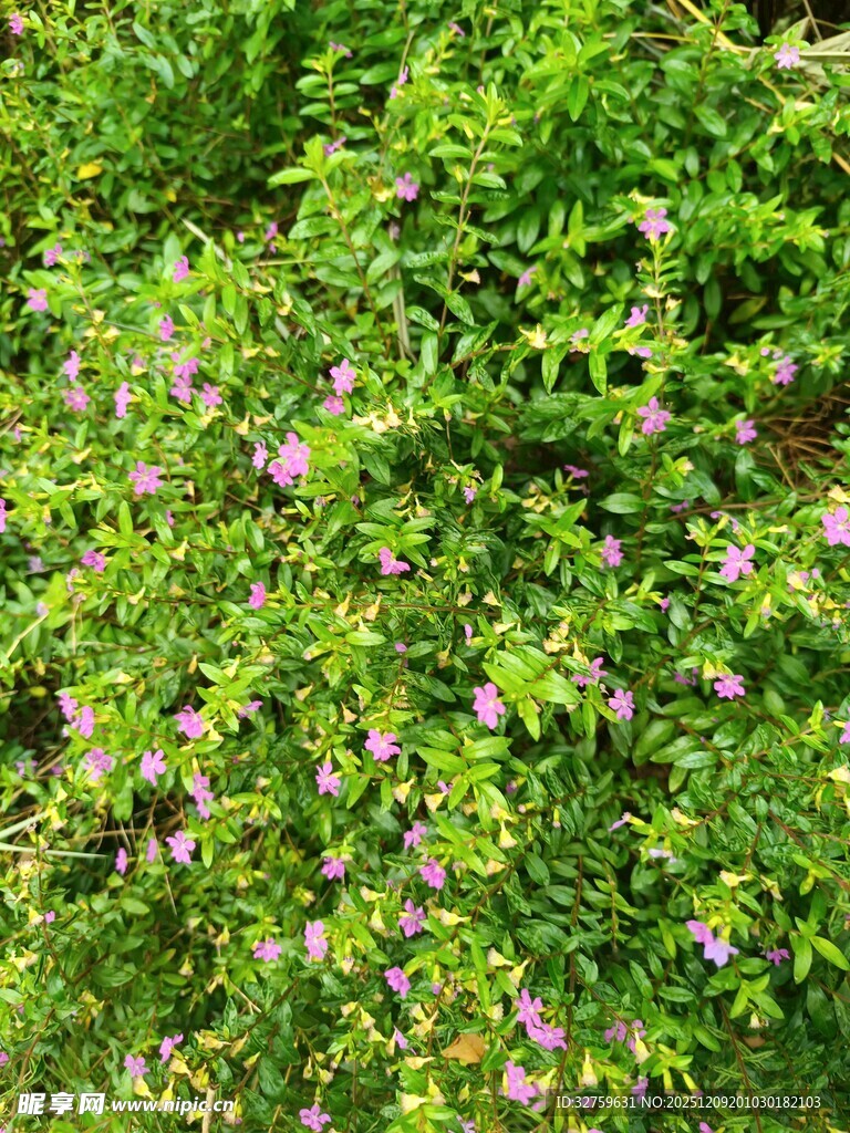 绿叶丛中绽放的粉色小花