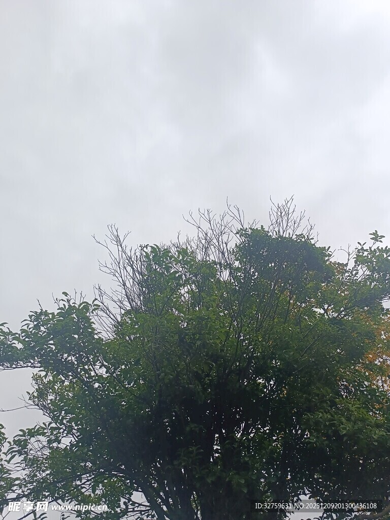 天空下的葱郁树木