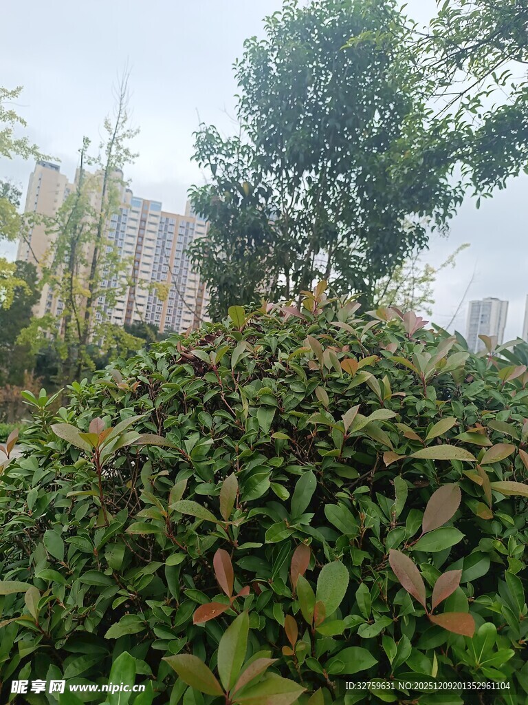 绿叶繁茂的户外植物景观
