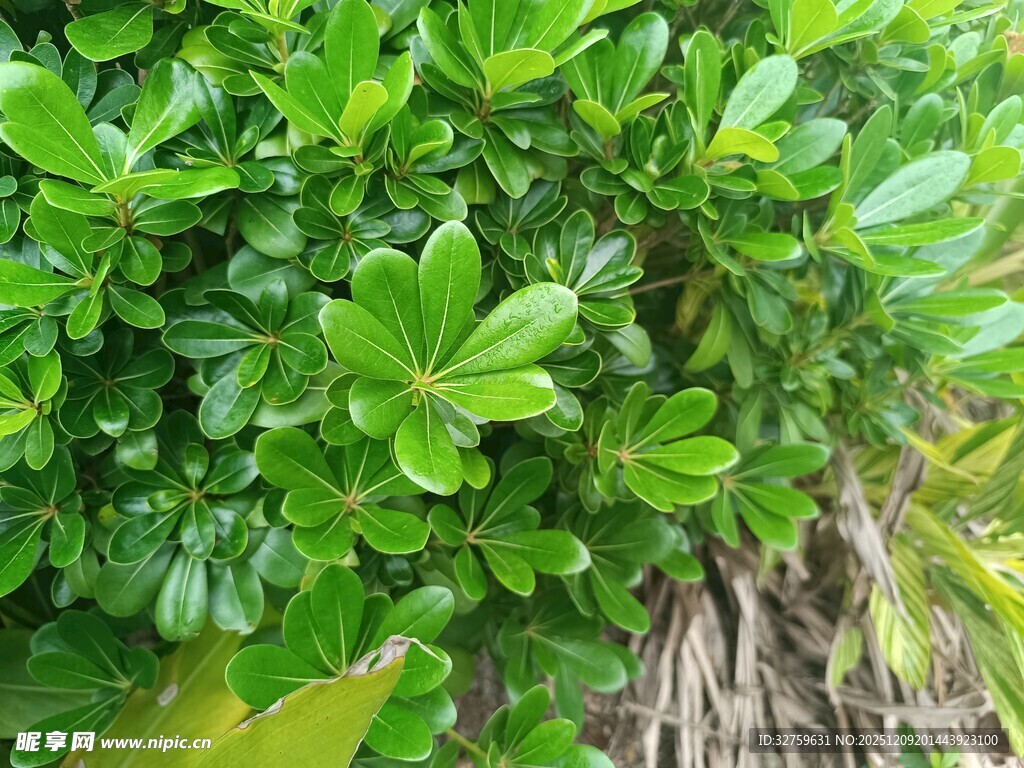 翠绿繁茂的灌木丛