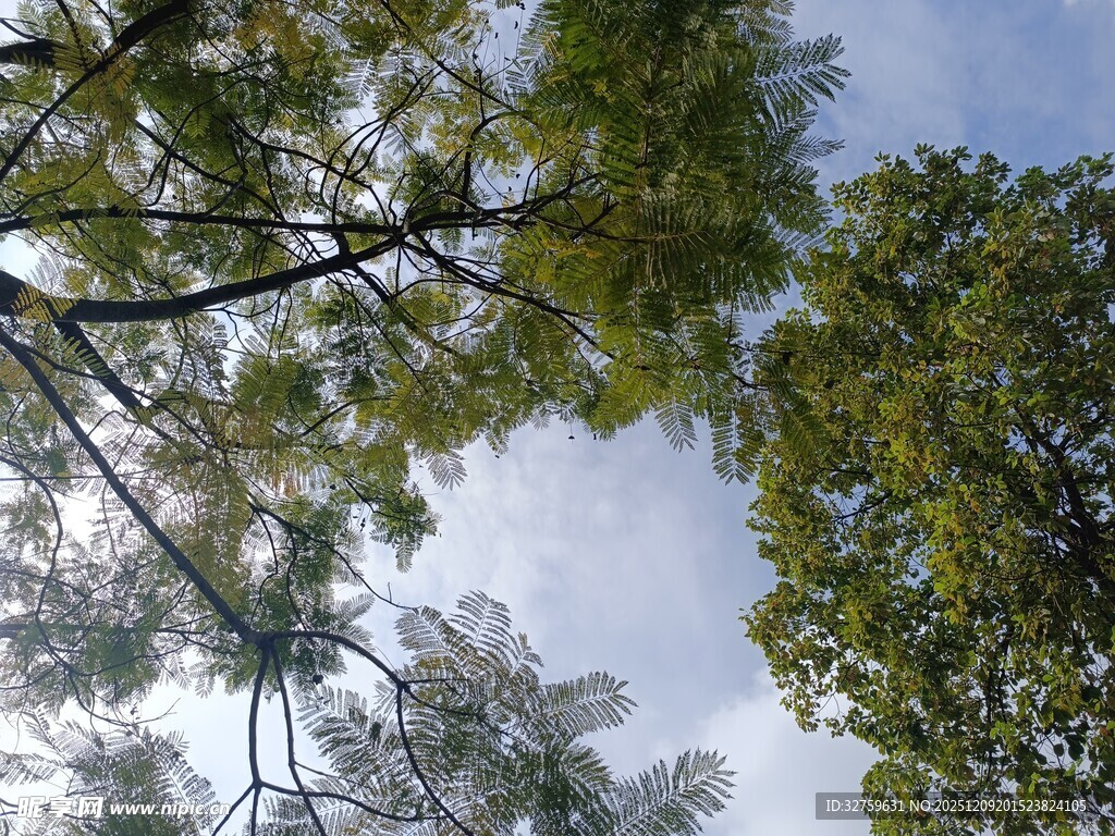 仰视茂密树林树冠