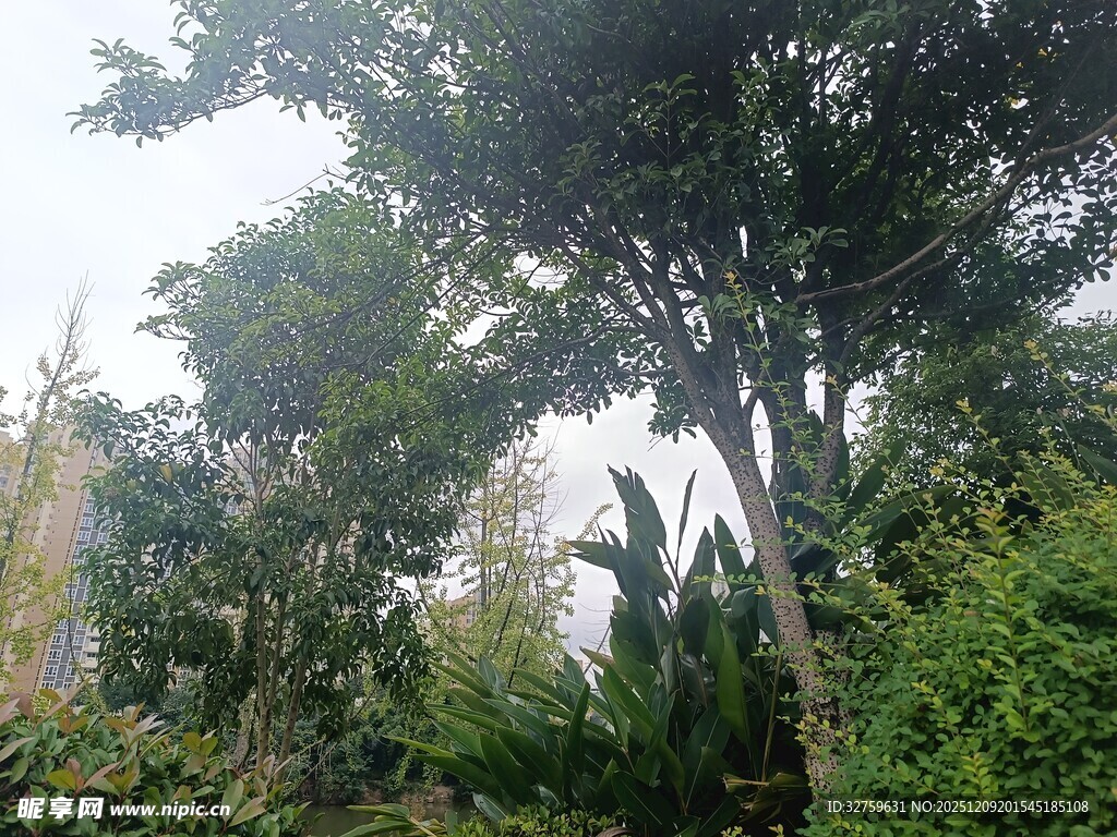 繁茂丛林中的高大树木