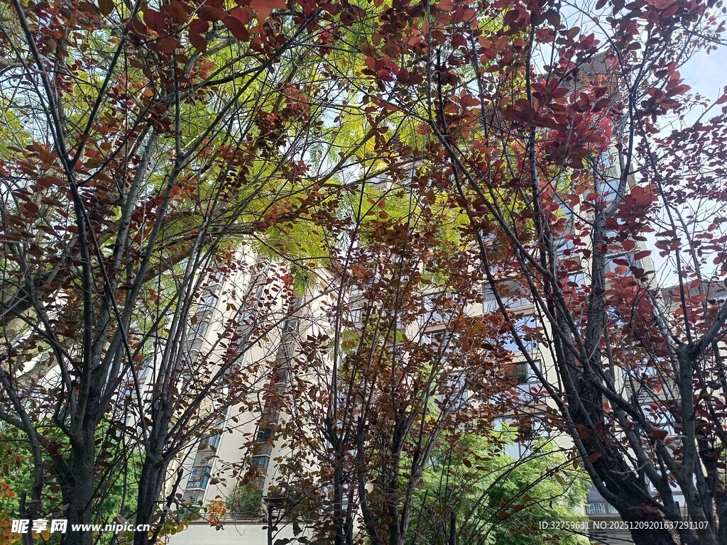 秋日红枫下的幽静小道