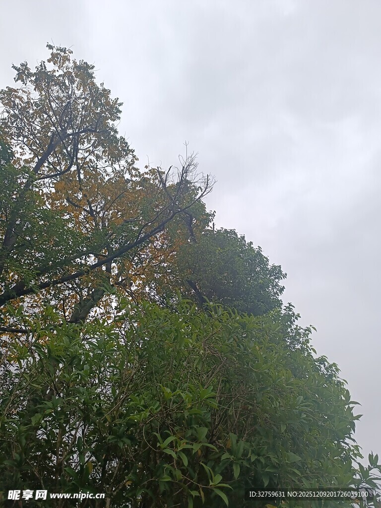 高耸树木与阴沉天空