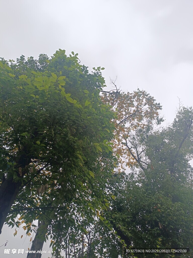 雨中葱郁树木景观