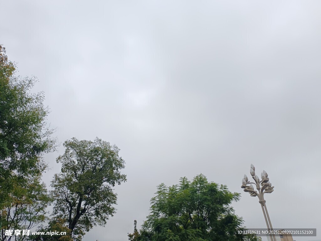 阴天中的树木与电线杆