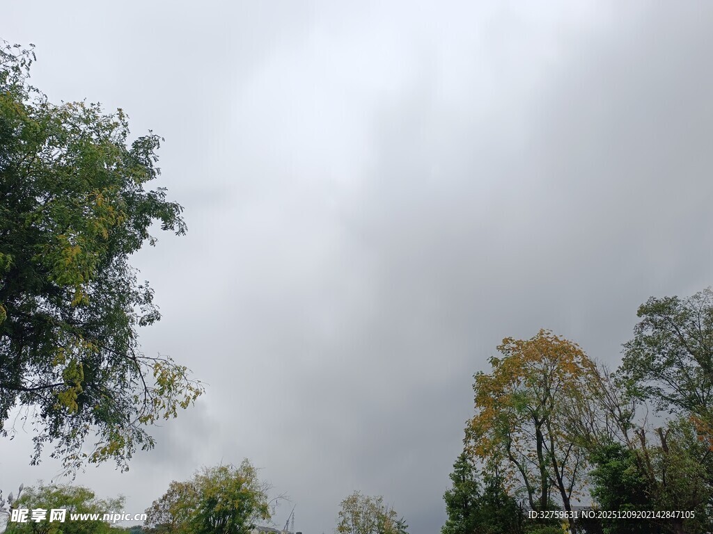阴天树林上方的灰白天空