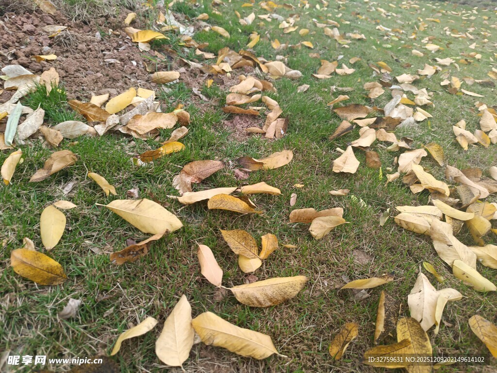 秋日草地落叶景致