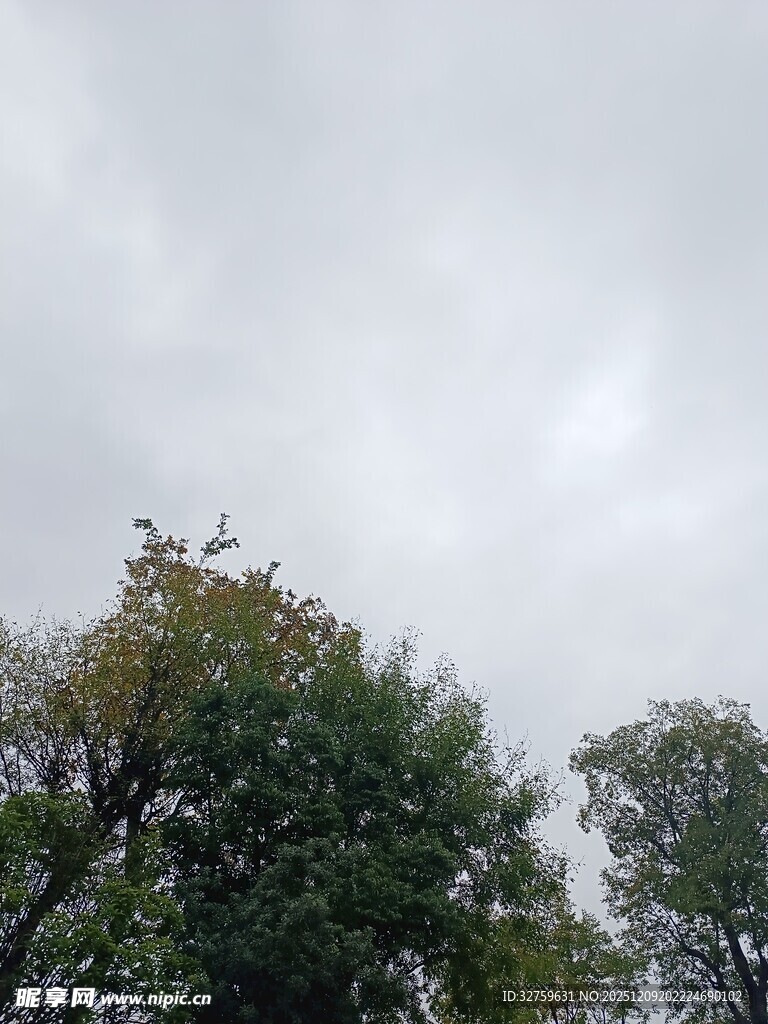 阴天树梢景象
