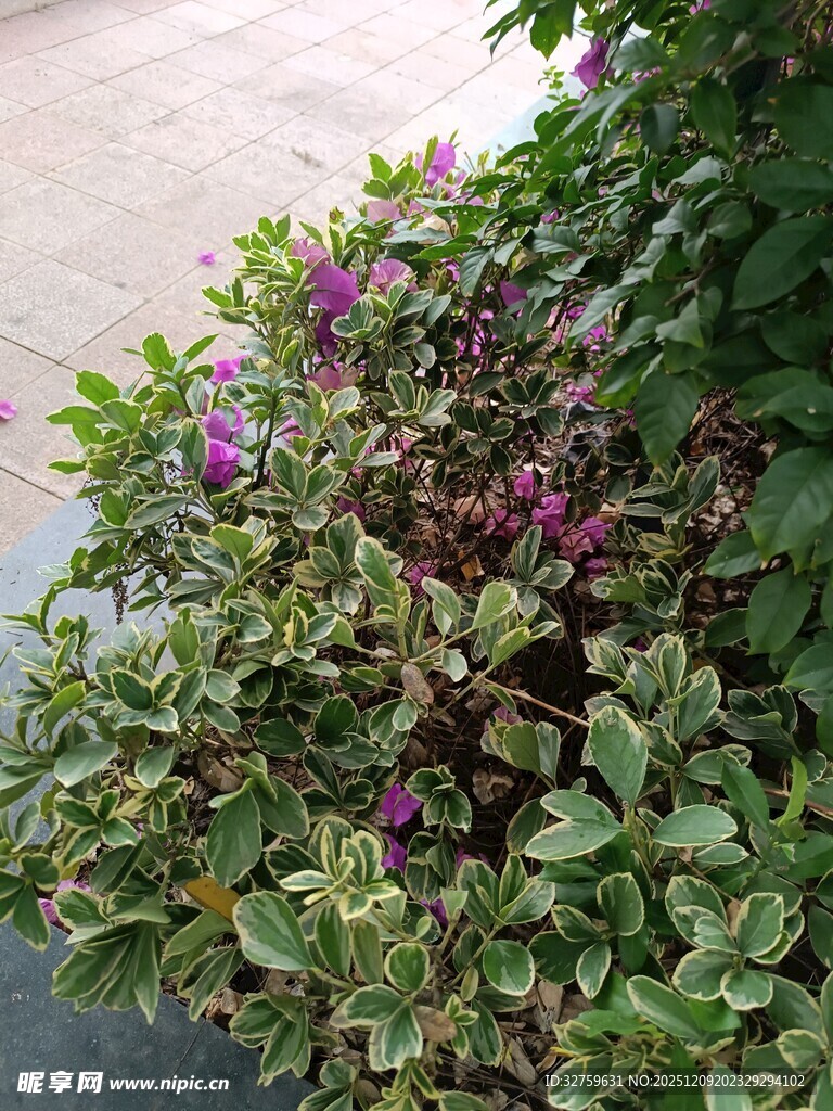 多彩花叶植物特写