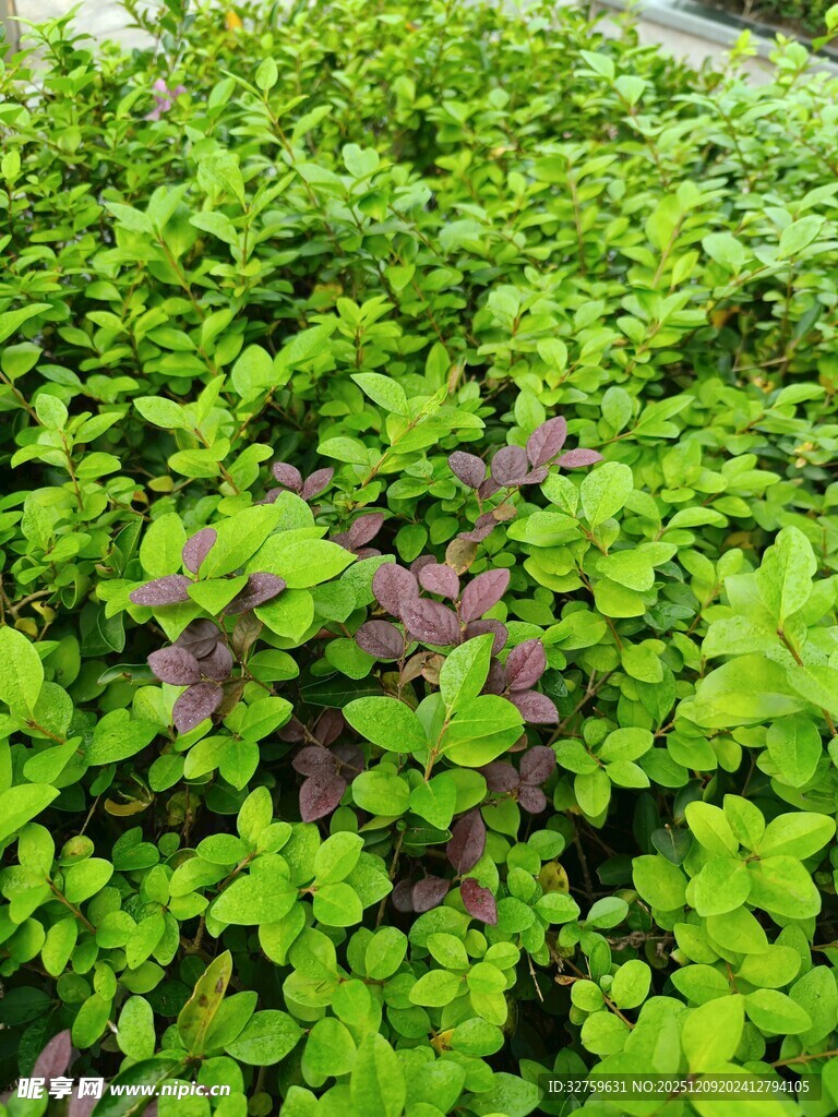 翠绿植物中夹杂紫色叶片