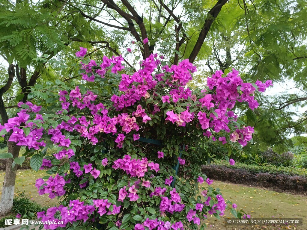 繁花满枝的艳丽三角梅