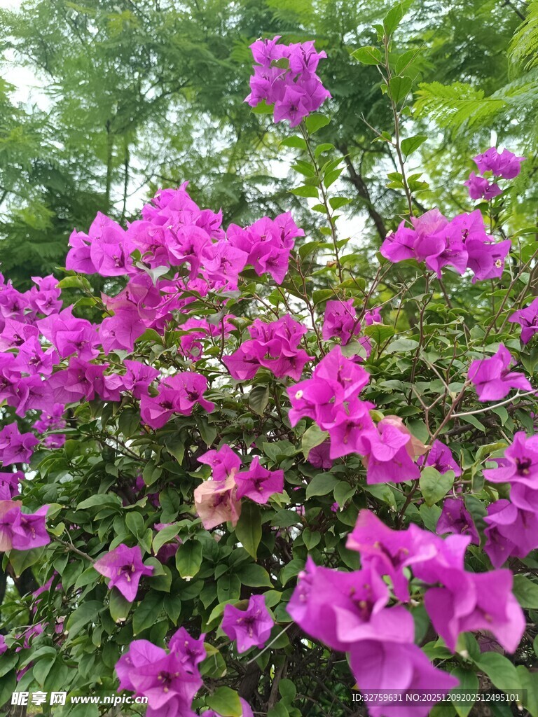 艳丽三角梅绽放于绿叶间